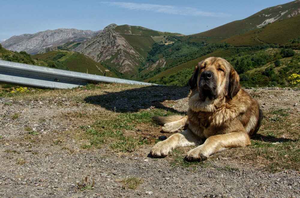 Пиренейский мастиф на природе