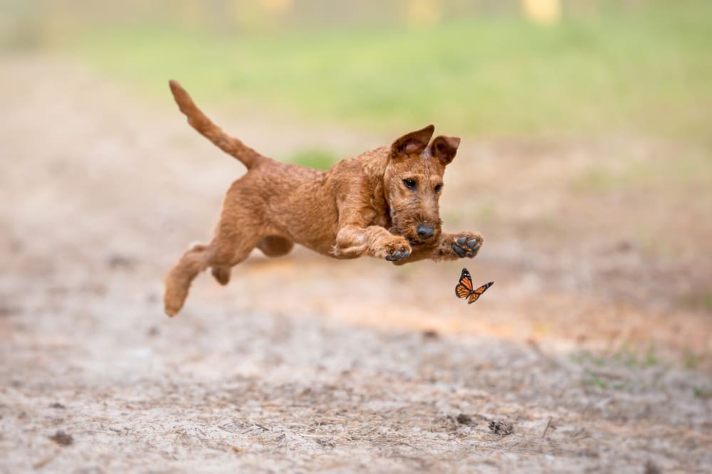 Ирландский терьер не бывает черным