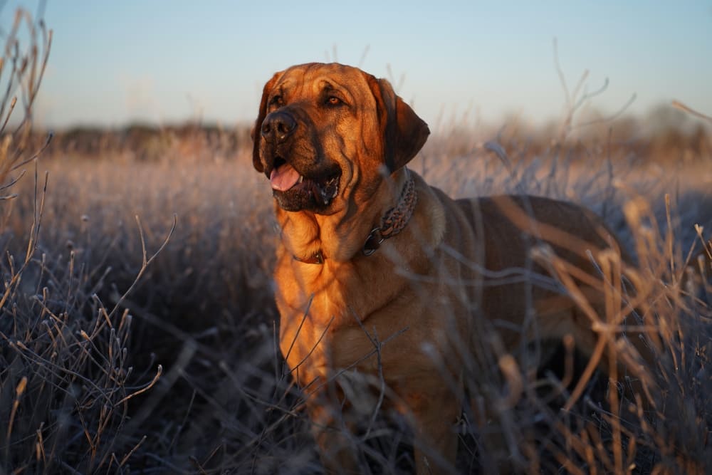 Брохольмер стоит
