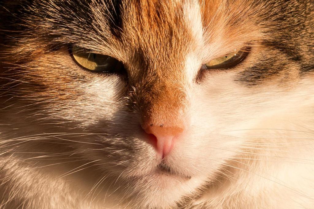 Почему кошки и коты иногда спят с открытыми глазами