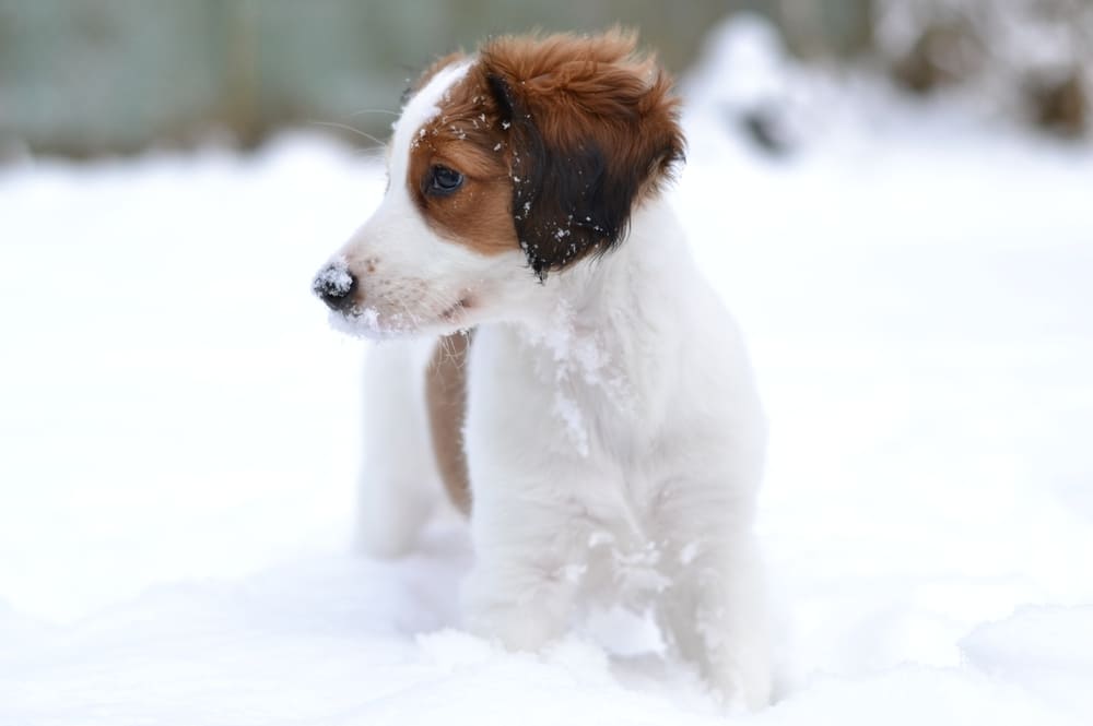 Коикерхондье на прогулке зимой