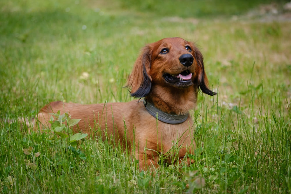 Такса стандартного размера