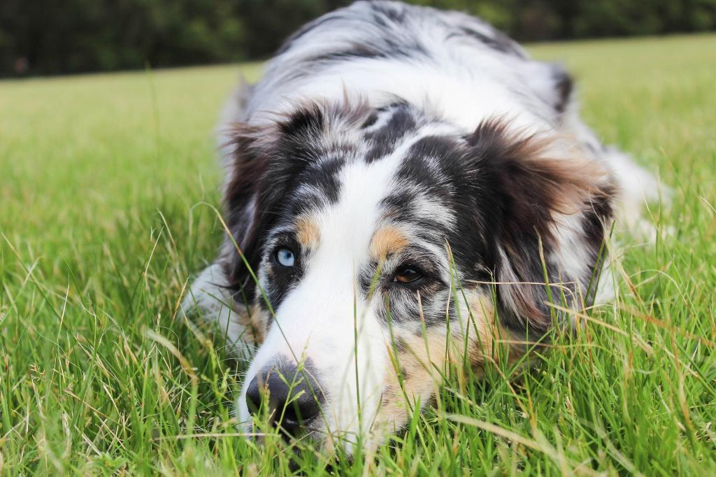 Судороги у собак: причины, первая помощь и лечение