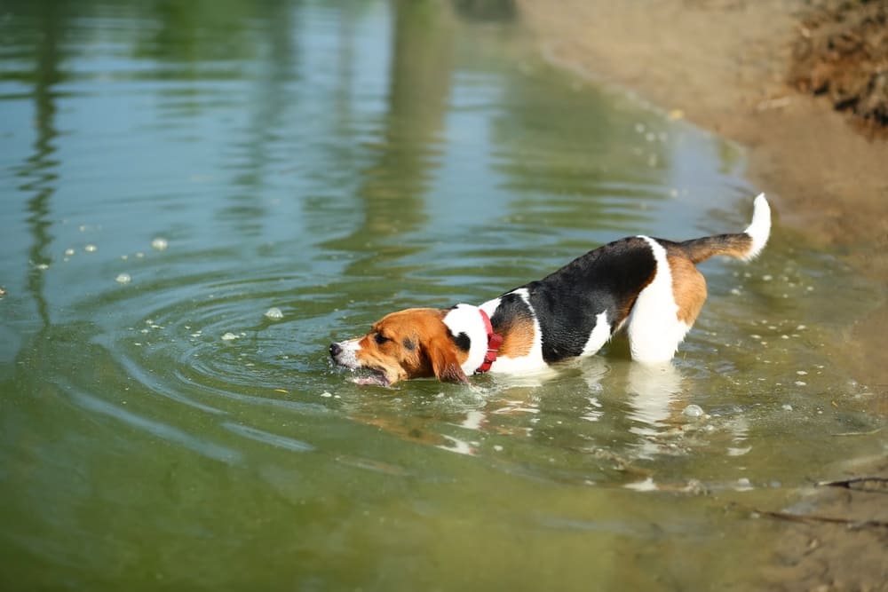 Эстонская гончая играет в воде