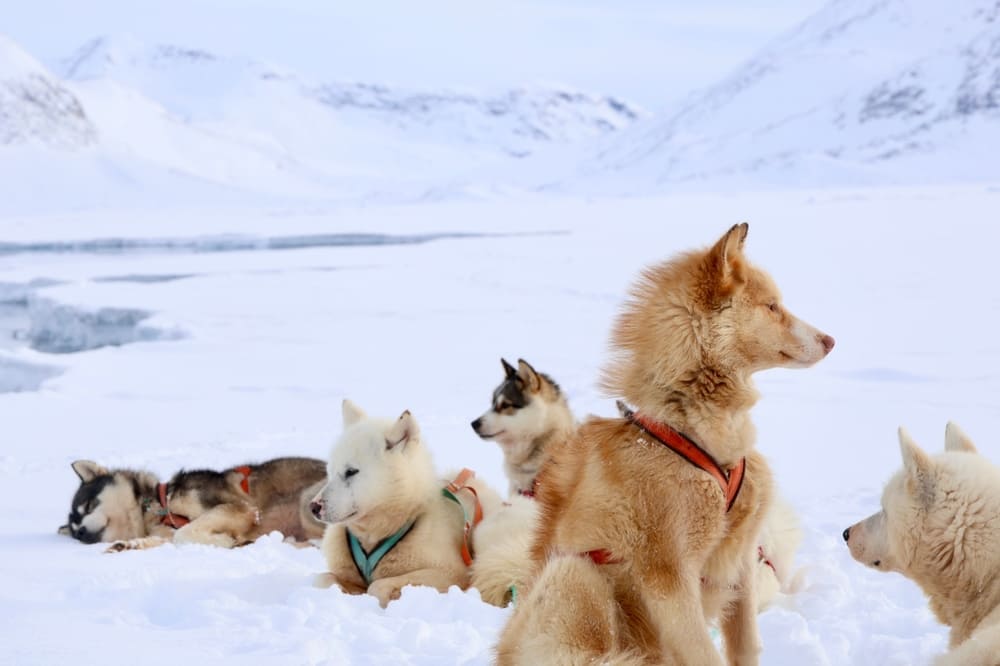 Гренландские ездовые собаки