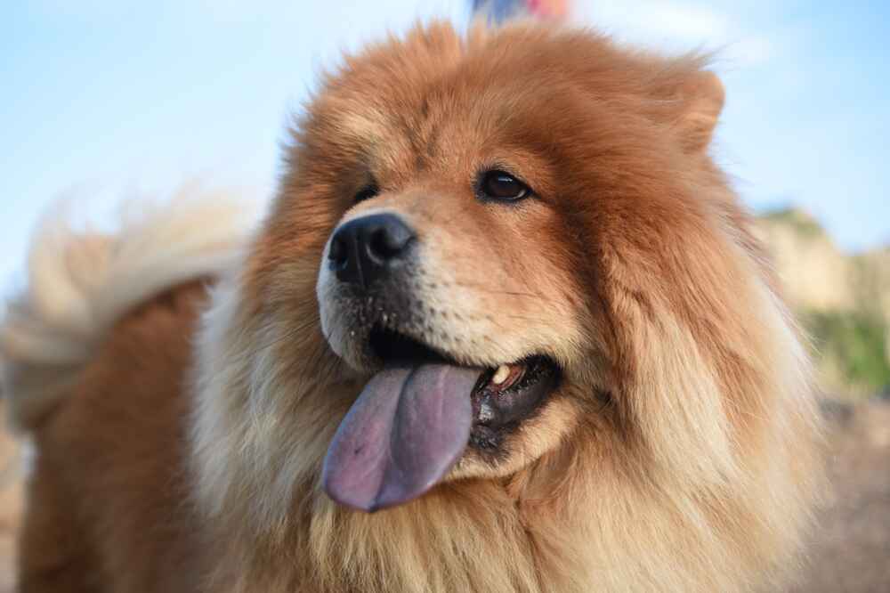 Изображениe — Чау-чау высунула язык Чау-чау высунула язык