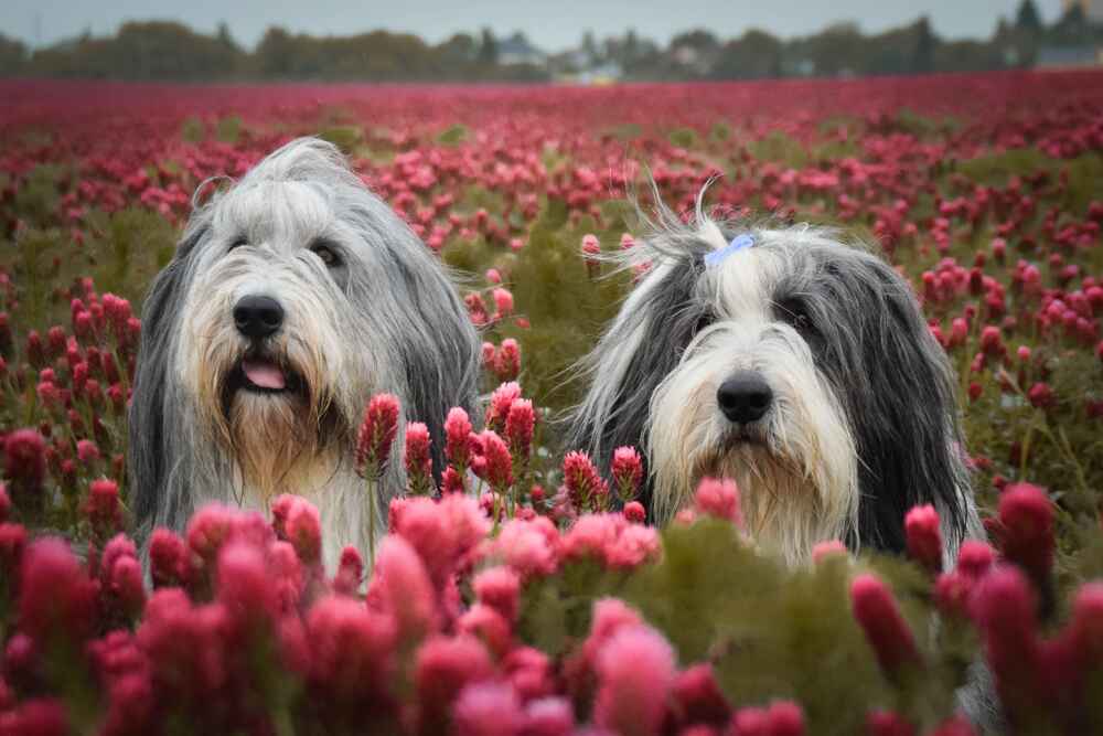 Это порода бородатый колли