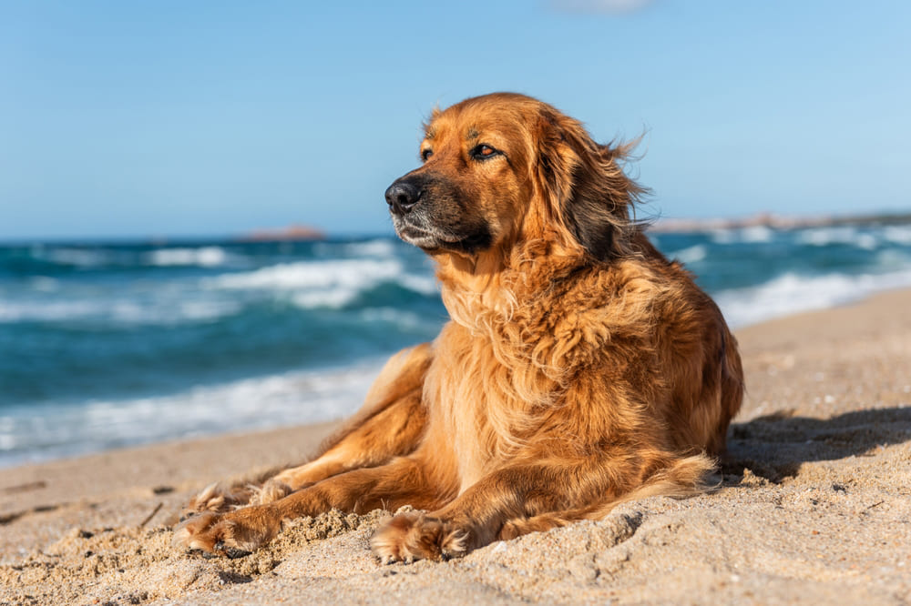 Ховаварт отдыхает