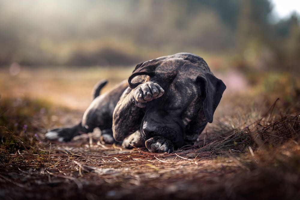 Преса канарио