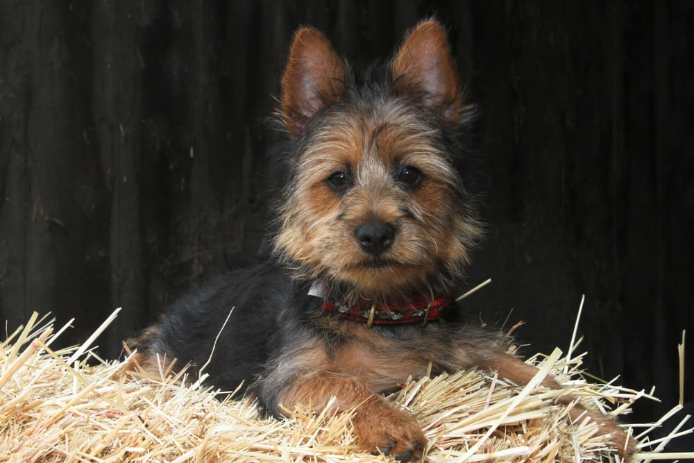 Австралийский терьер на сене