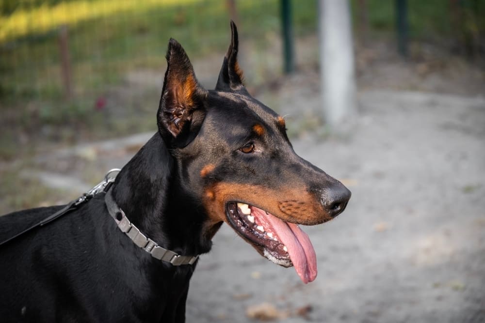 Морда добермана
