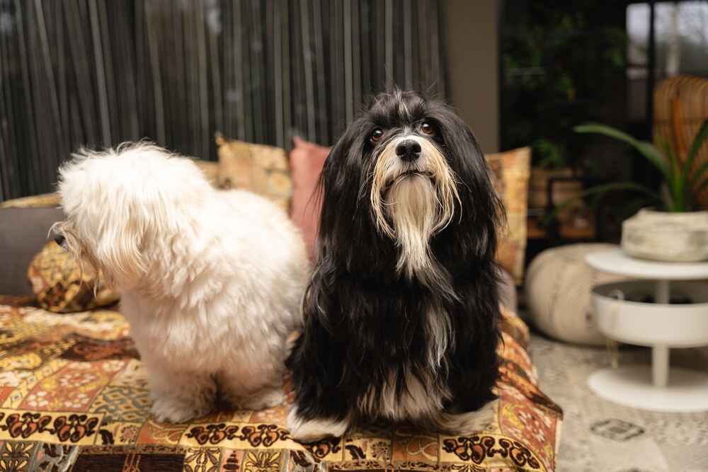 Милый портрет гаванского бишона