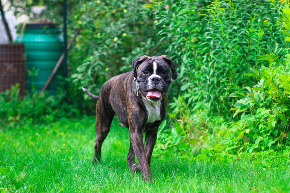 Собака боксер в саду