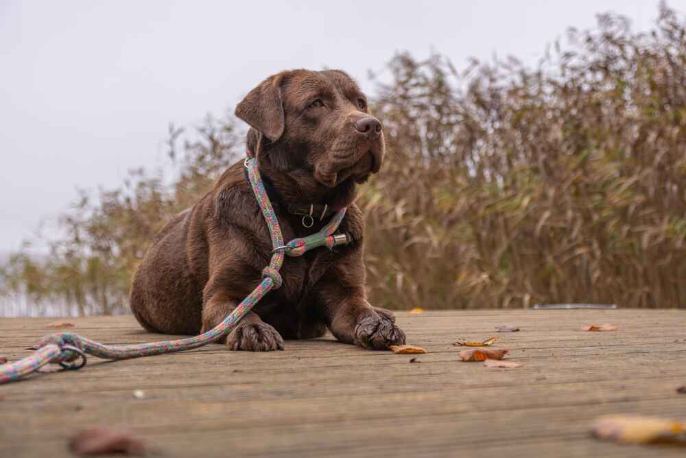 Лабрадор смотрит в сторону