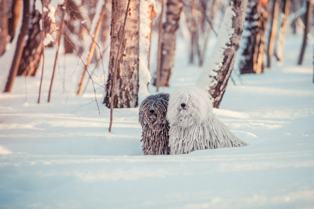 Две собаки пули