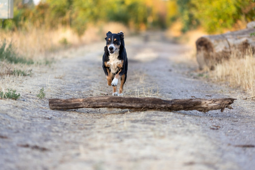 Аппенцеллер зенненхунд на выгуле