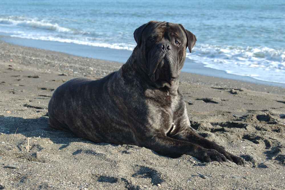 Бульмастиф на пляже у моря