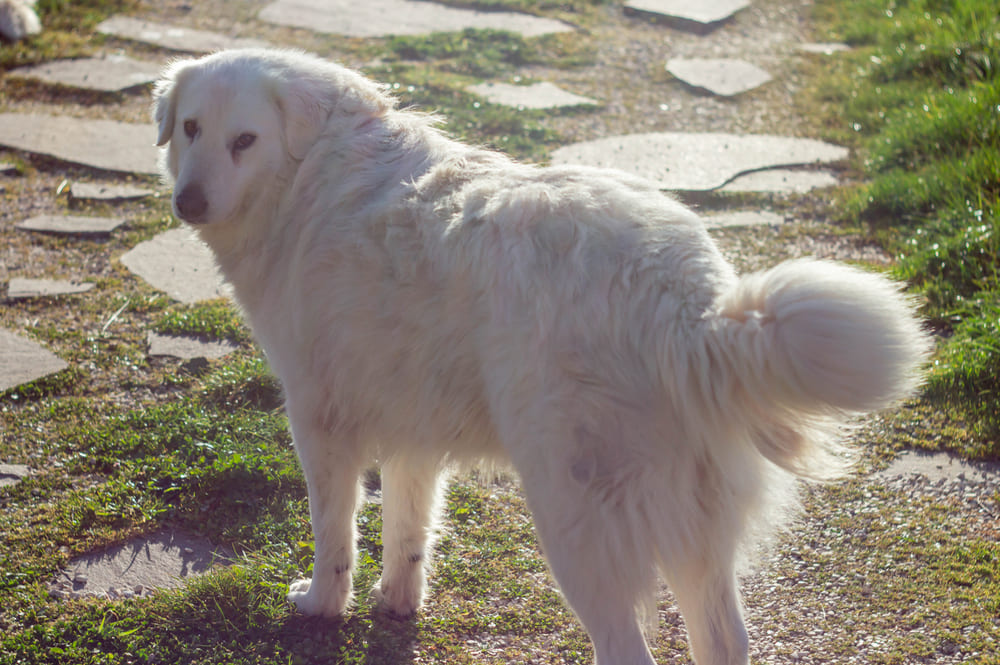 Маремма-абруццкая овчарка белого цвета