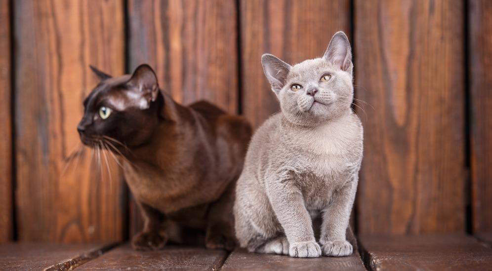 Все окрасы бурманских кошек с фото и описанием