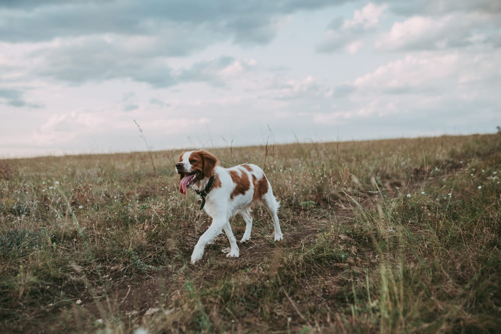 Бретонский эпаньоль характерного окраса
