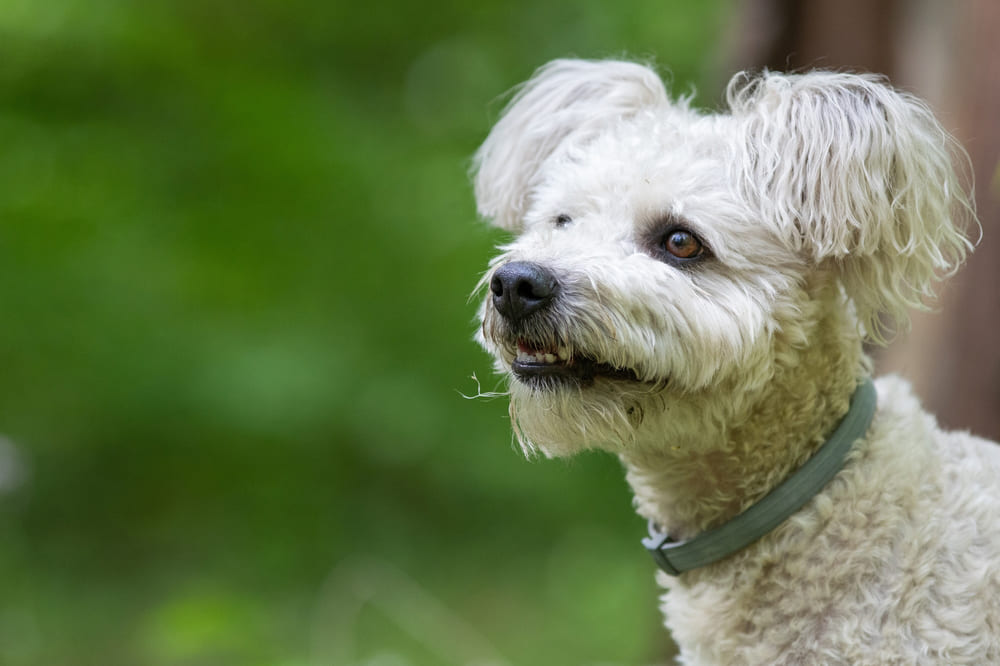 Пуми белого окраса