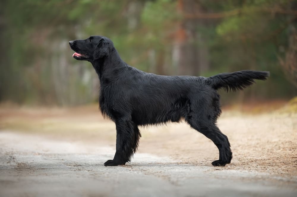 Прямошерстный ретривер черного окраса стоит боком
