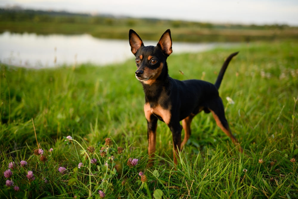 Описание породы русский той-терьер можно найти в стандарте