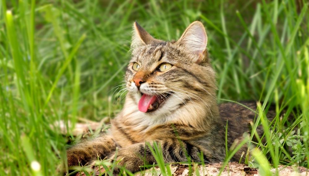 Почему кошки высовывают язык: разные обстоятельства и причины