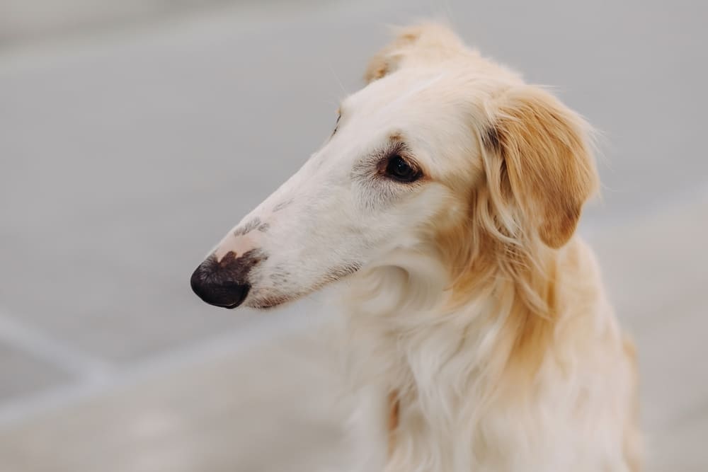 Борзая с рыжими ушами