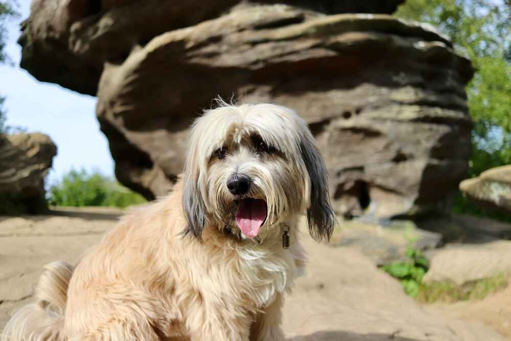 Тибетский терьер прогуливается