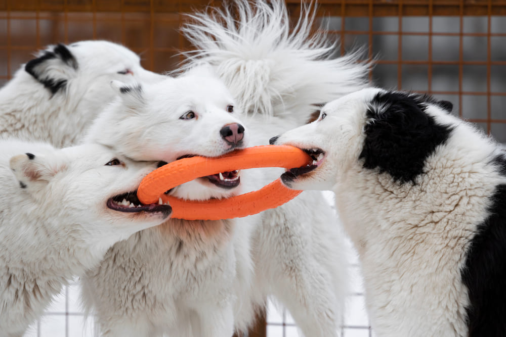 Якутская лайка на фото