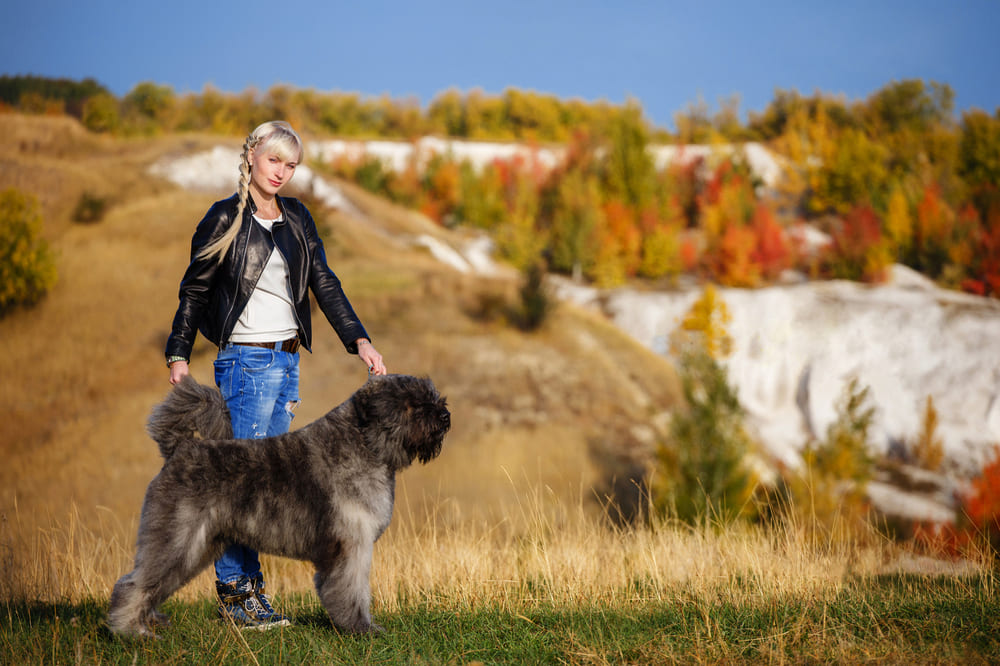 Девушка и фландрийский бувье