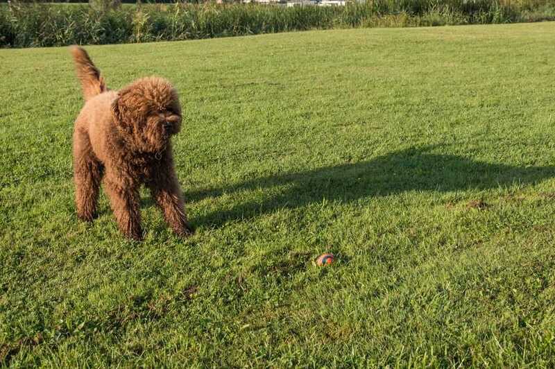 Барбет на зеленой траве