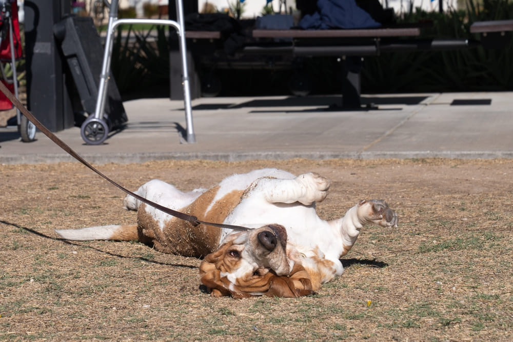 Собака бассет-хаунд