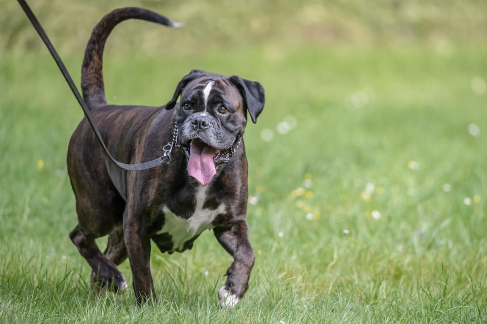 Боксер идет по траве