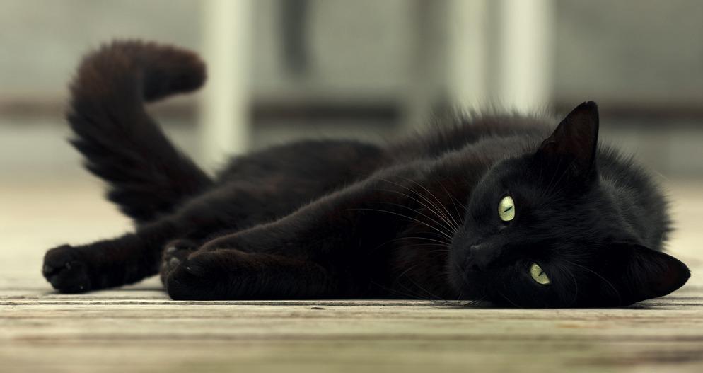 Все породы черных кошек с фото и названиями