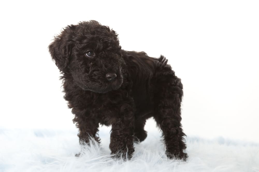 Это собака породы керри-блю-терьер