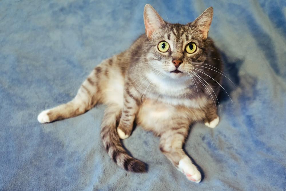 Атаксия у кошек: что это такое, как проявляется и лечится