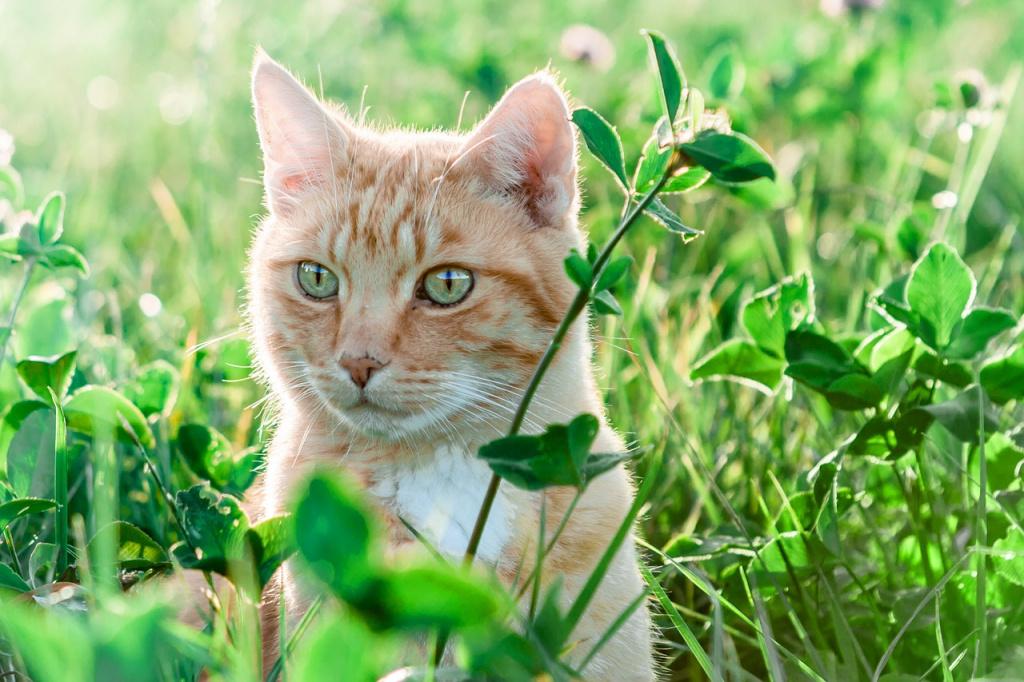 Как действует на кошек и котов кошачья мята, польза и вред травы