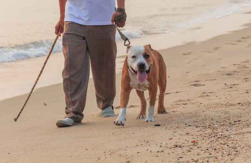 Поводырь амбуль