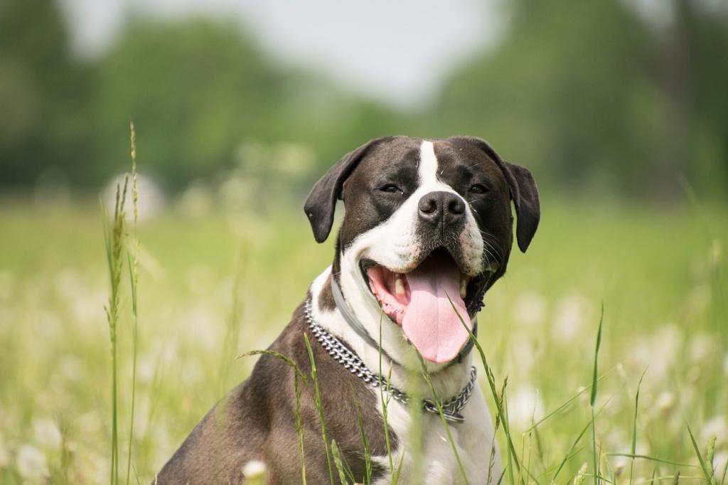 Почему собака дышит и высовывает язык