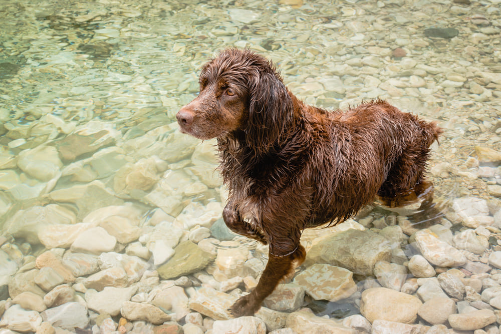 Большой мюнстерлендер коричневого окраса