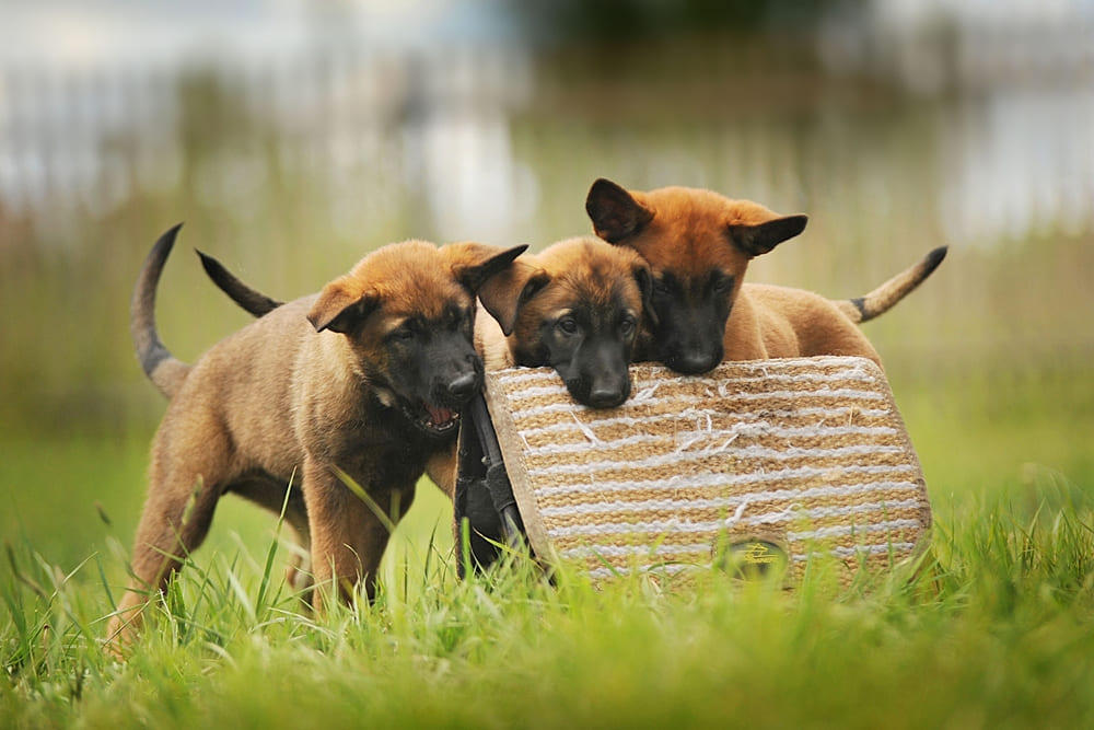 Три щенка бельгийской овчарки