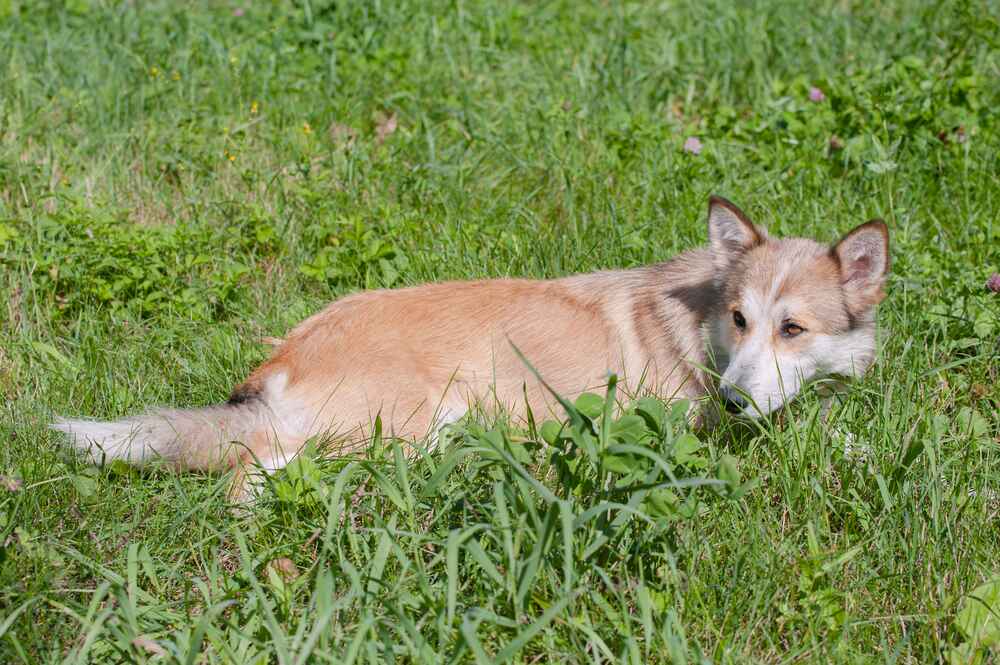 Восточно-сибирская лайка лежит и отдыхает