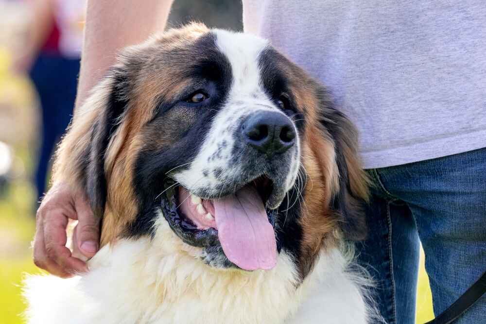 Московская сторожевая с владельцем