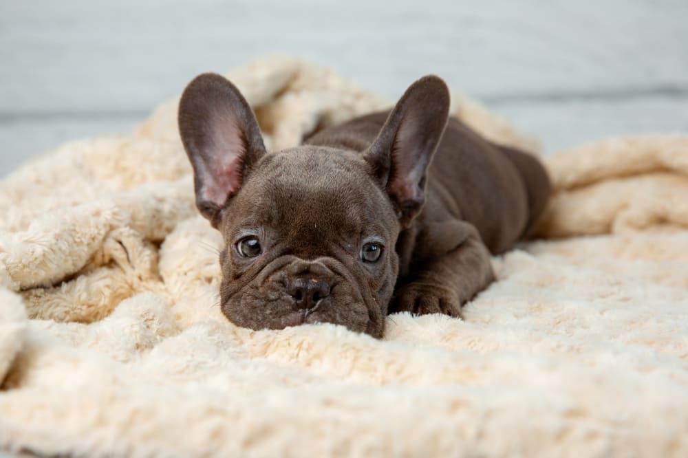Порода французский бульдог