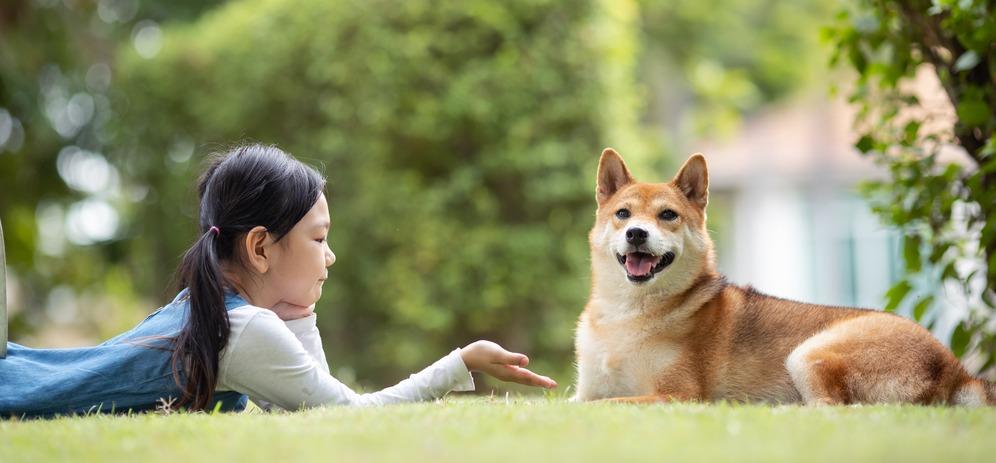 Японские имена для собак: более 300 вариантов