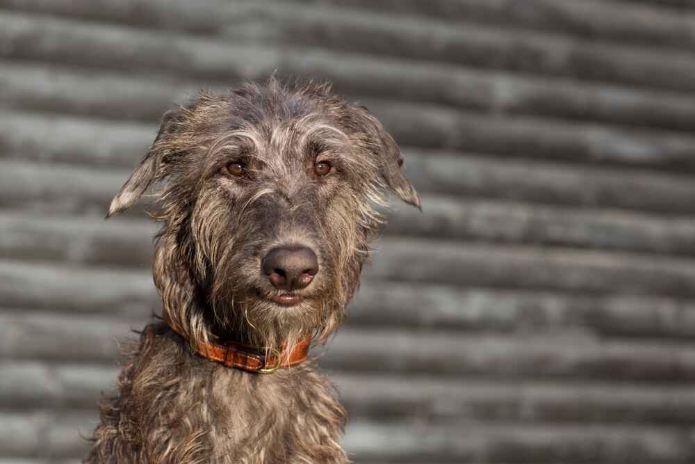 Молодой дирхаунд