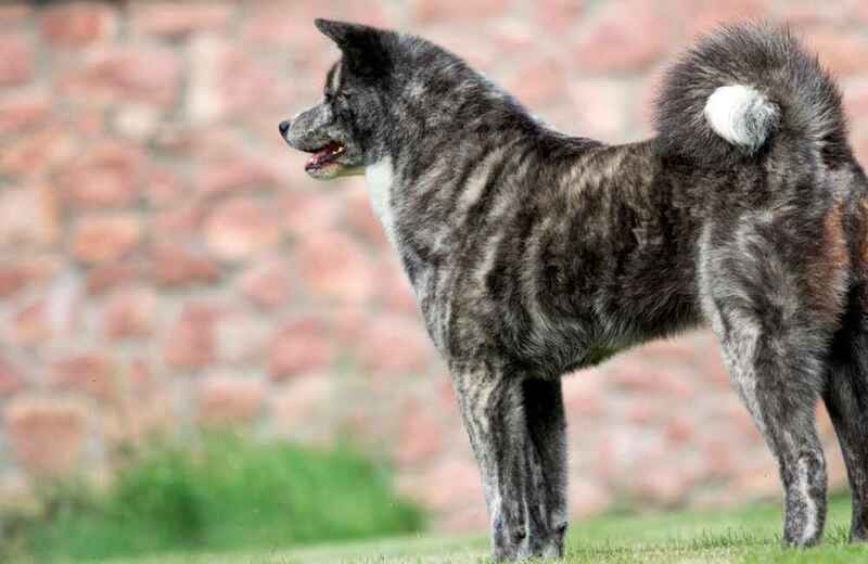 Изображениe — Акита-ину красивого окраса Акита-ину красивого окраса