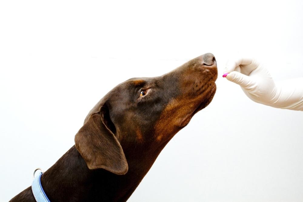 Как дать таблетку собаке: 5 удобных способов